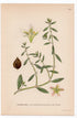 1926 Northern knotweed (Polygonum heterophyllum) botanical print by C. A. M. Lindman, Plate 357