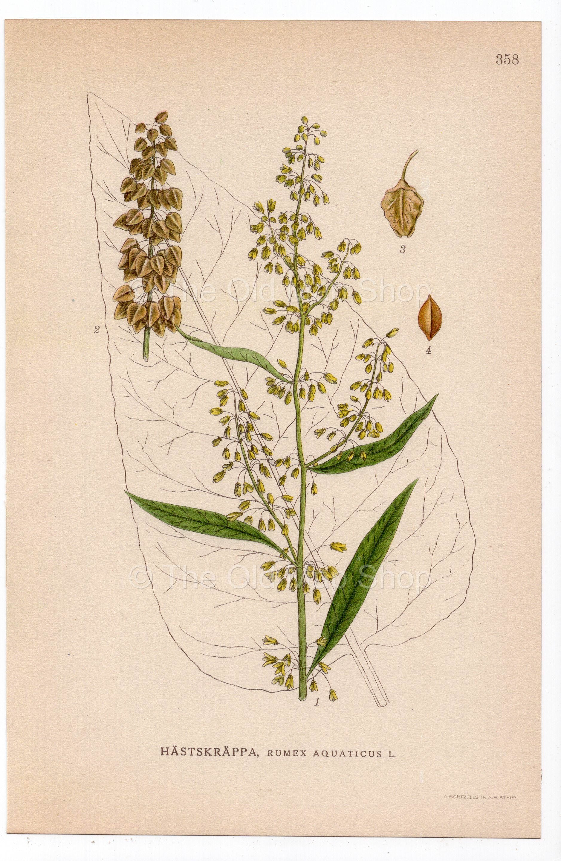 1926 Scottish Dock, Western Dock (Rumex aquaticus) botanical print by C. A. M. Lindman, Plate 358