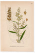 1926 Scottish Dock, Western Dock (Rumex aquaticus) botanical print by C. A. M. Lindman, Plate 358