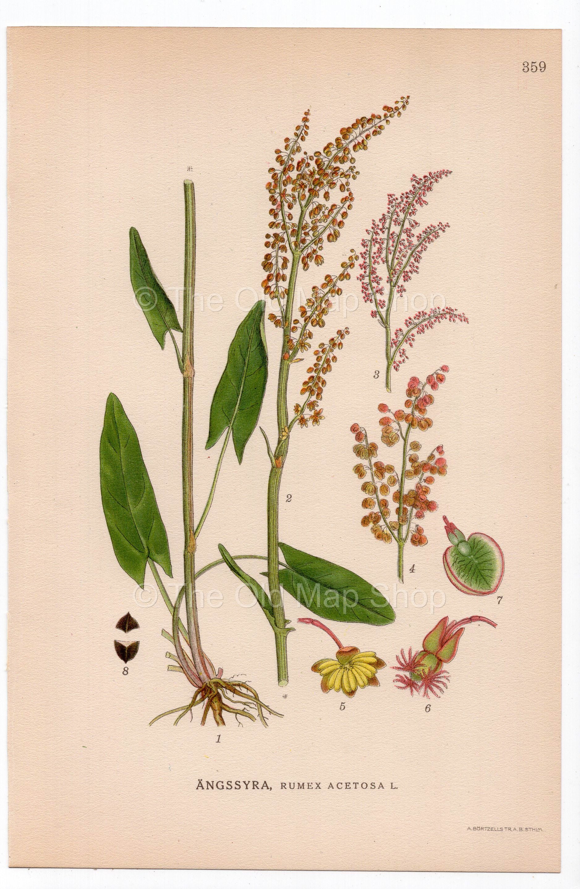 1926 Common sorrel, Garden sorrel, Spinach dock (Rumex acetosa) botanical print by C. A. M. Lindman, Plate 359