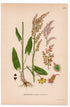 1926 Common sorrel, Garden sorrel, Spinach dock (Rumex acetosa) botanical print by C. A. M. Lindman, Plate 359