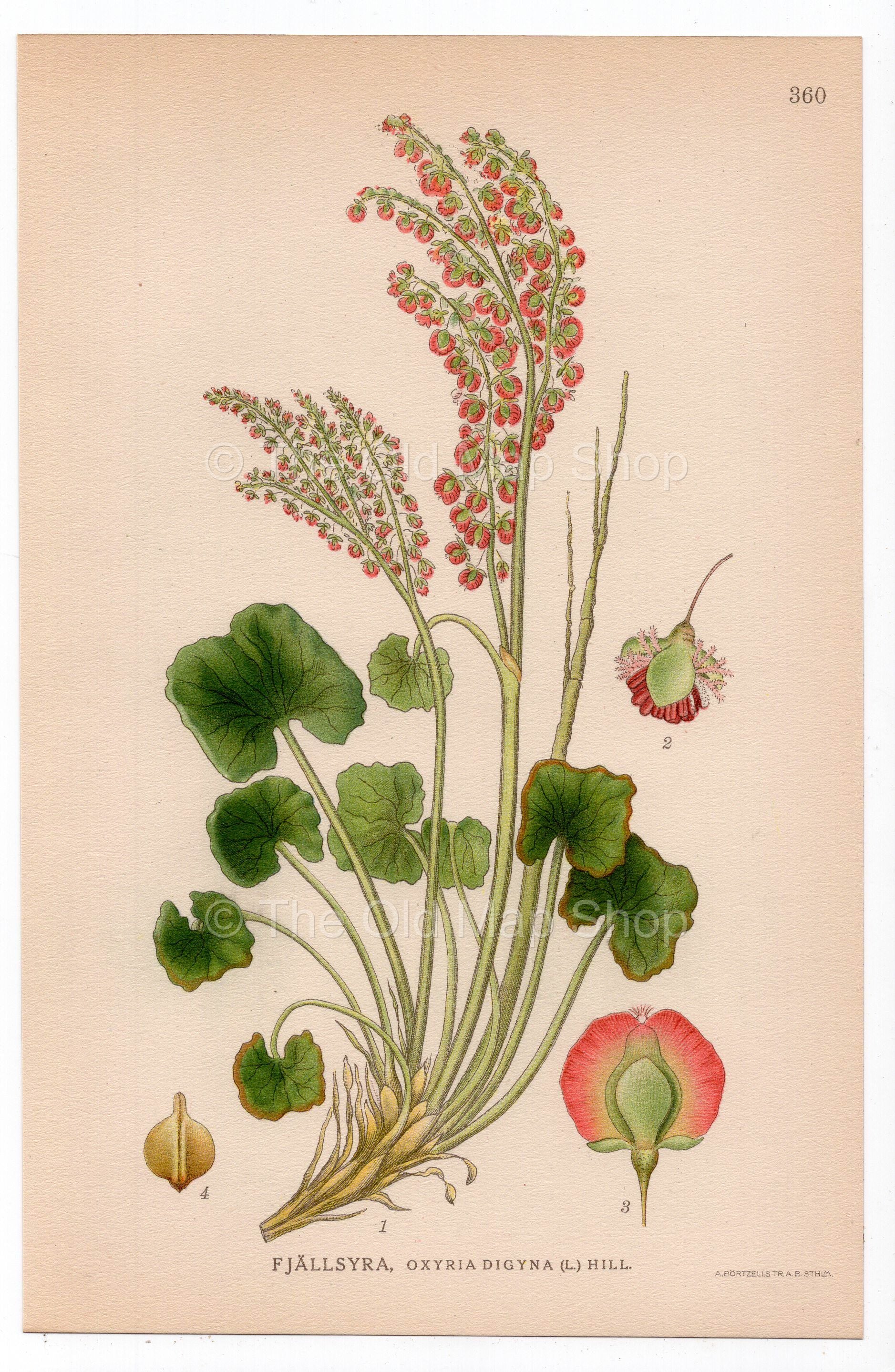 1926 Mountain sorrel, Wood sorrel, Alpine sorrel (Oxyria digyna) botanical print by C. A. M. Lindman, Plate 360
