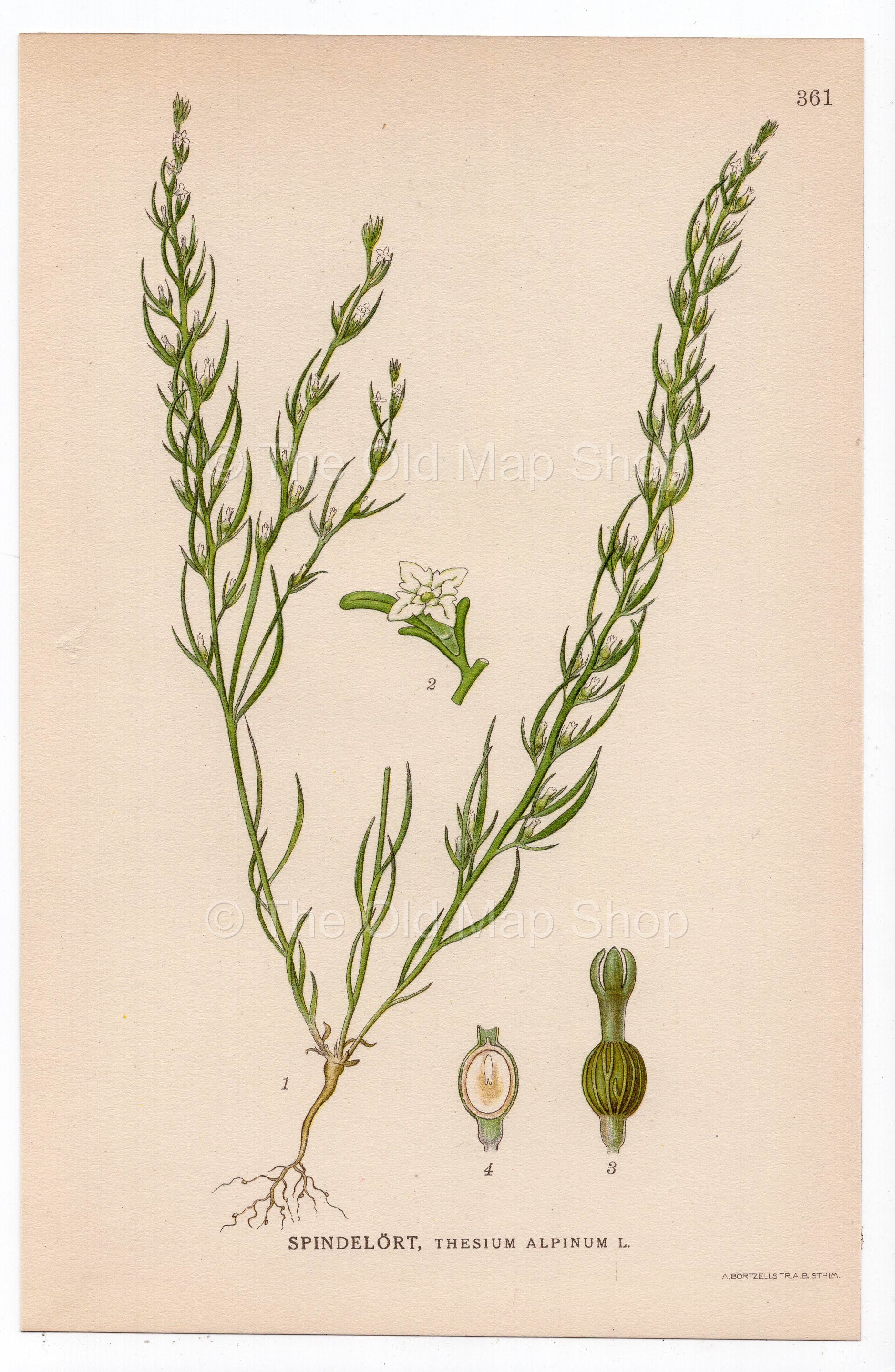1926 Thesium alpinum (Thesium alpinum) botanical print by C. A. M. Lindman, Plate 361