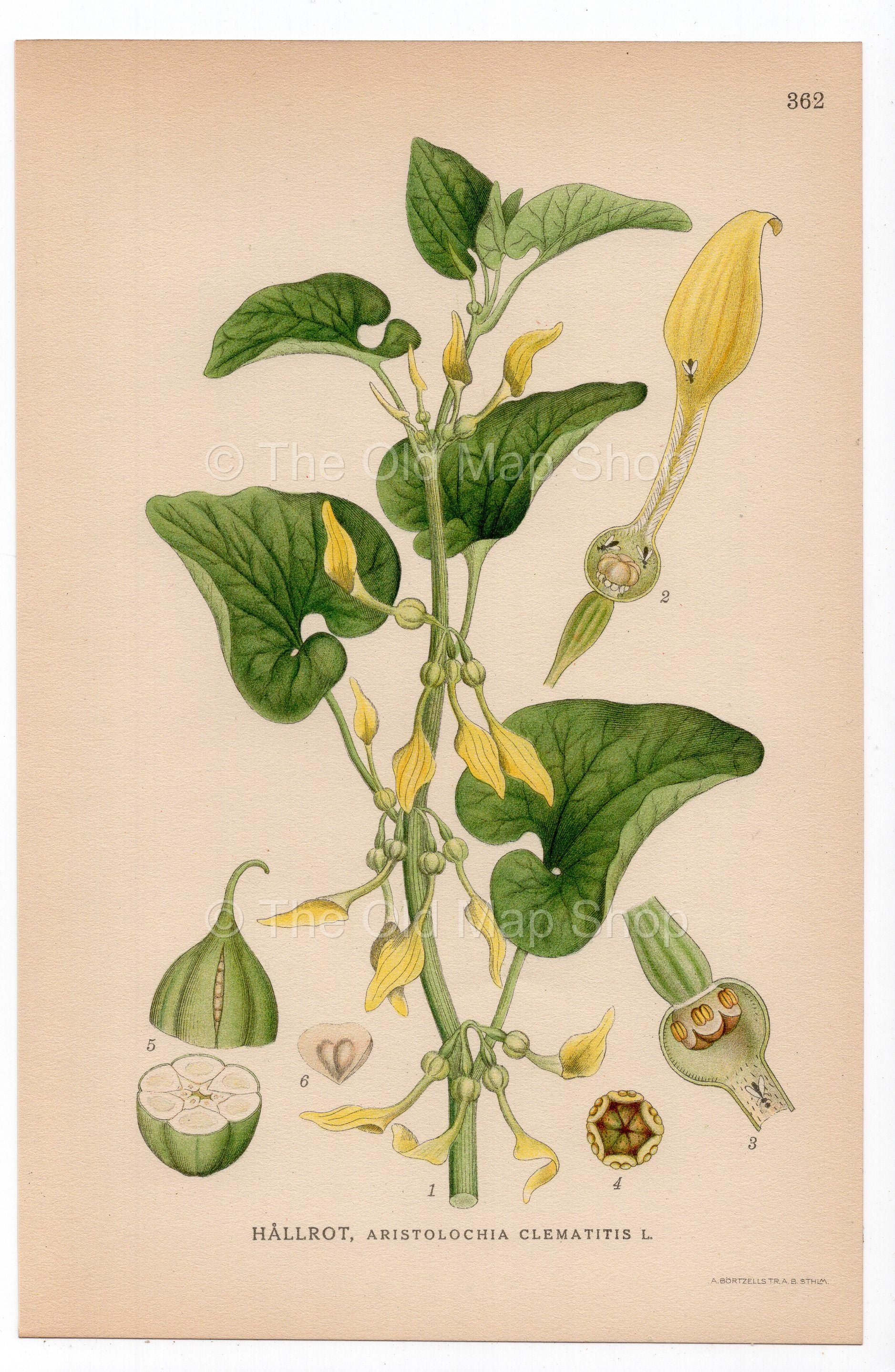 1926 European Birthwort (Aristolochia clematitis) botanical print by C. A. M. Lindman, Plate 362