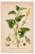 1926 European Birthwort (Aristolochia clematitis) botanical print by C. A. M. Lindman, Plate 362