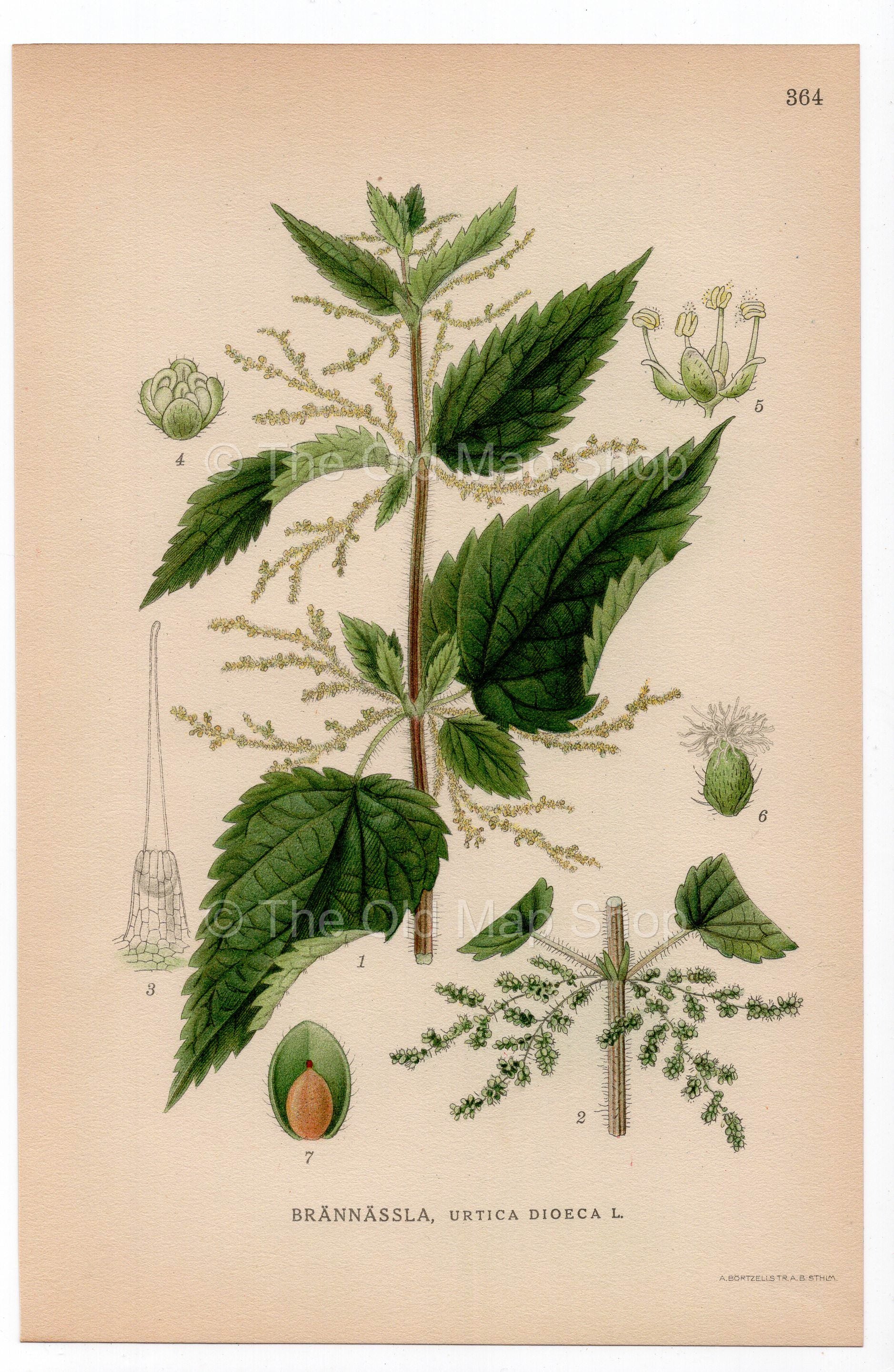 1926 Common Nettle, Stinging Nettle (Urtica dioica) botanical print by C. A. M. Lindman, Plate 364
