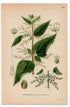 1926 Common Nettle, Stinging Nettle (Urtica dioica) botanical print by C. A. M. Lindman, Plate 364