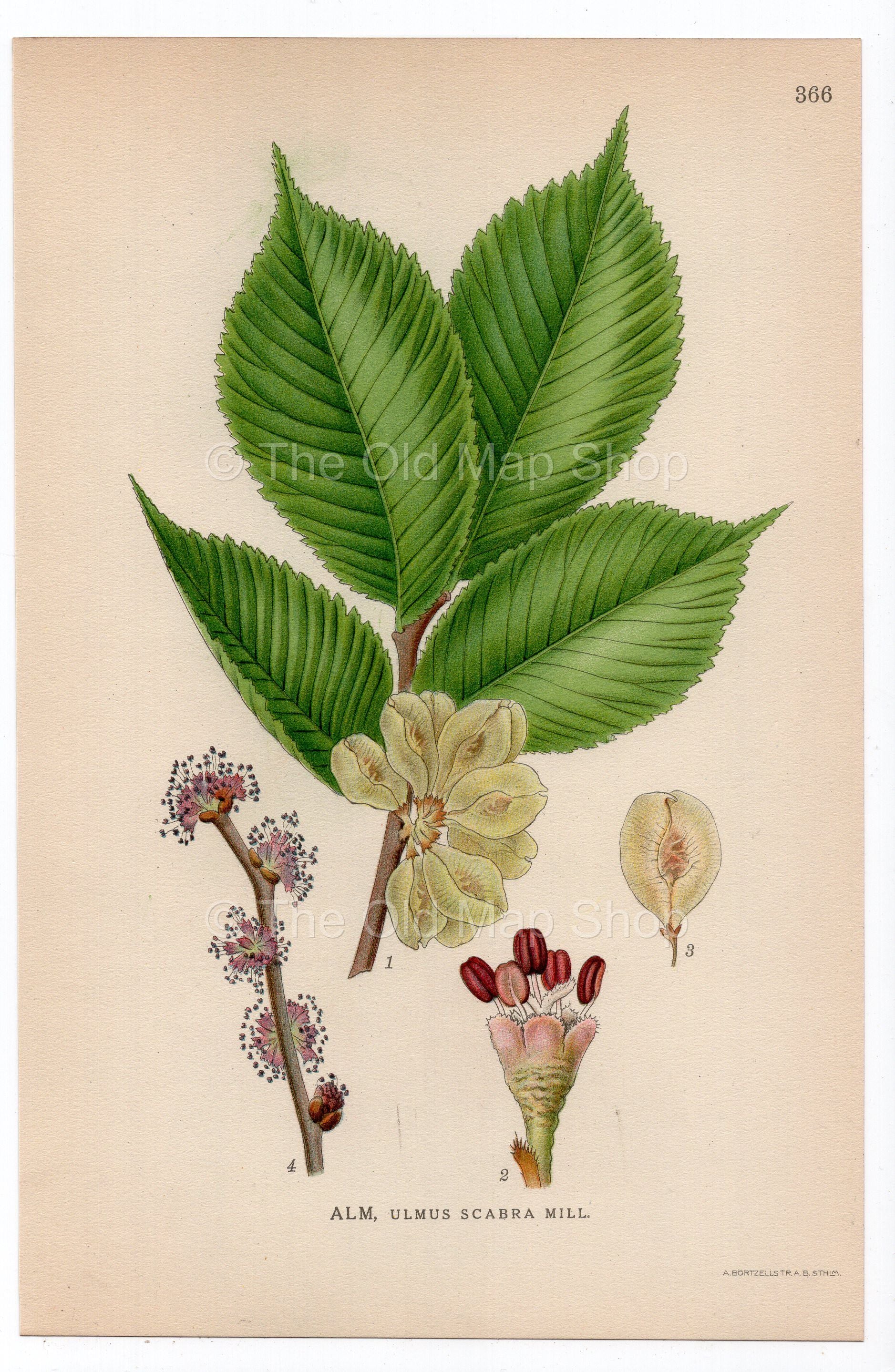 1926 Ulmus glabra, Wych Elm, Scotch Elm (Ulmus scabra) botanical print by C. A. M. Lindman, Plate 366