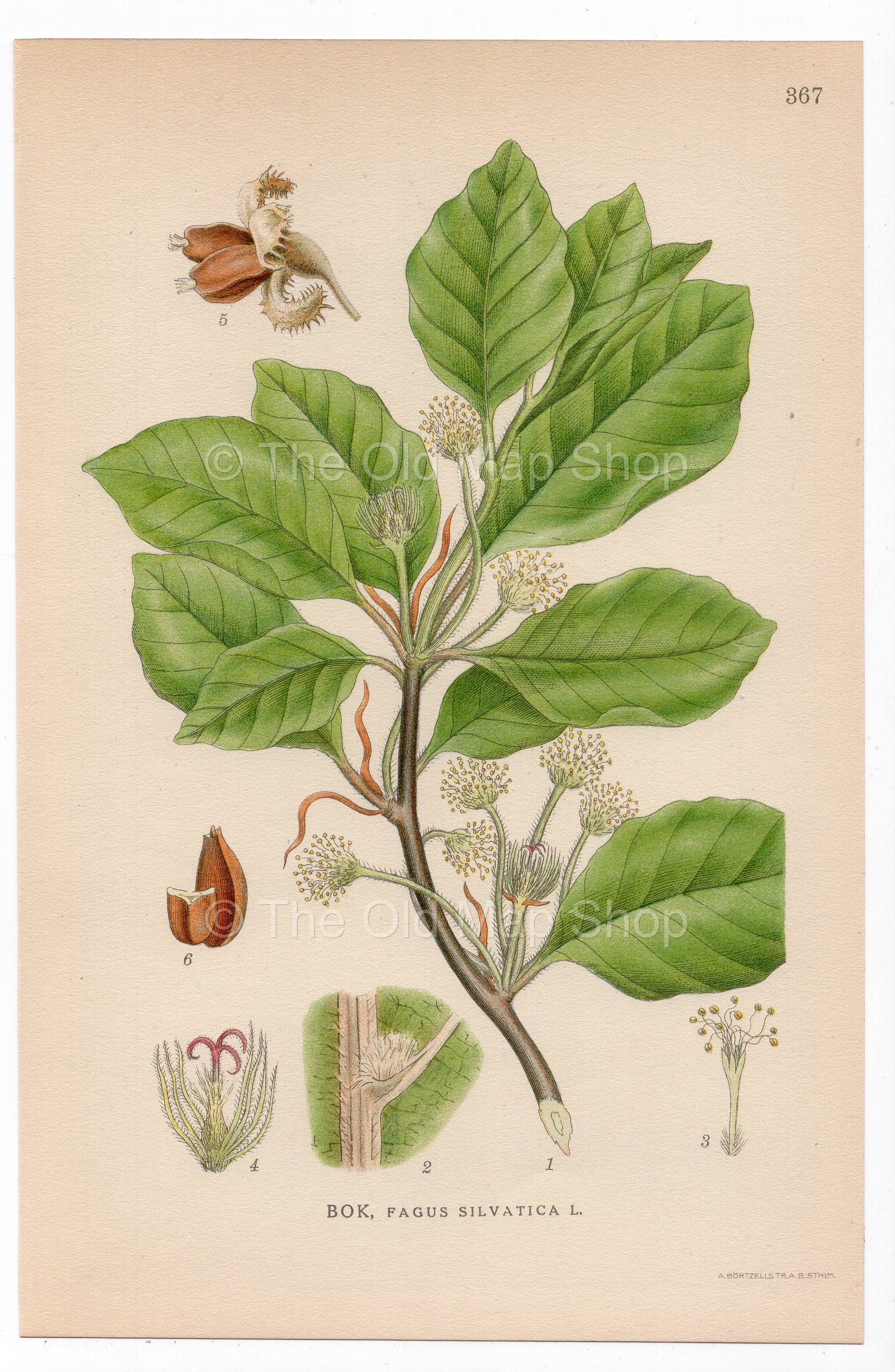 1926 European Beech, Common Beech Tree (Fagus sylvatica) botanical print by C. A. M. Lindman, Plate 367