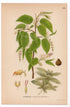 1926 European Hornbeam, Common Hornbeam Tree (Carpinus betulus) botanical print by C. A. M. Lindman, Plate 369