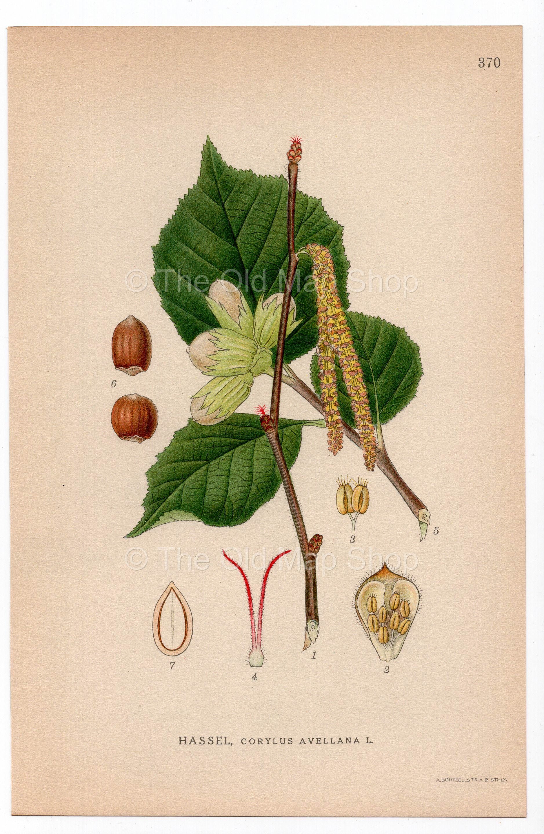 1926 Common Hazel, Hazelnut Tree (Corylus avellana) botanical print by C. A. M. Lindman, Plate 370
