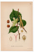 1926 Common Hazel, Hazelnut Tree (Corylus avellana) botanical print by C. A. M. Lindman, Plate 370