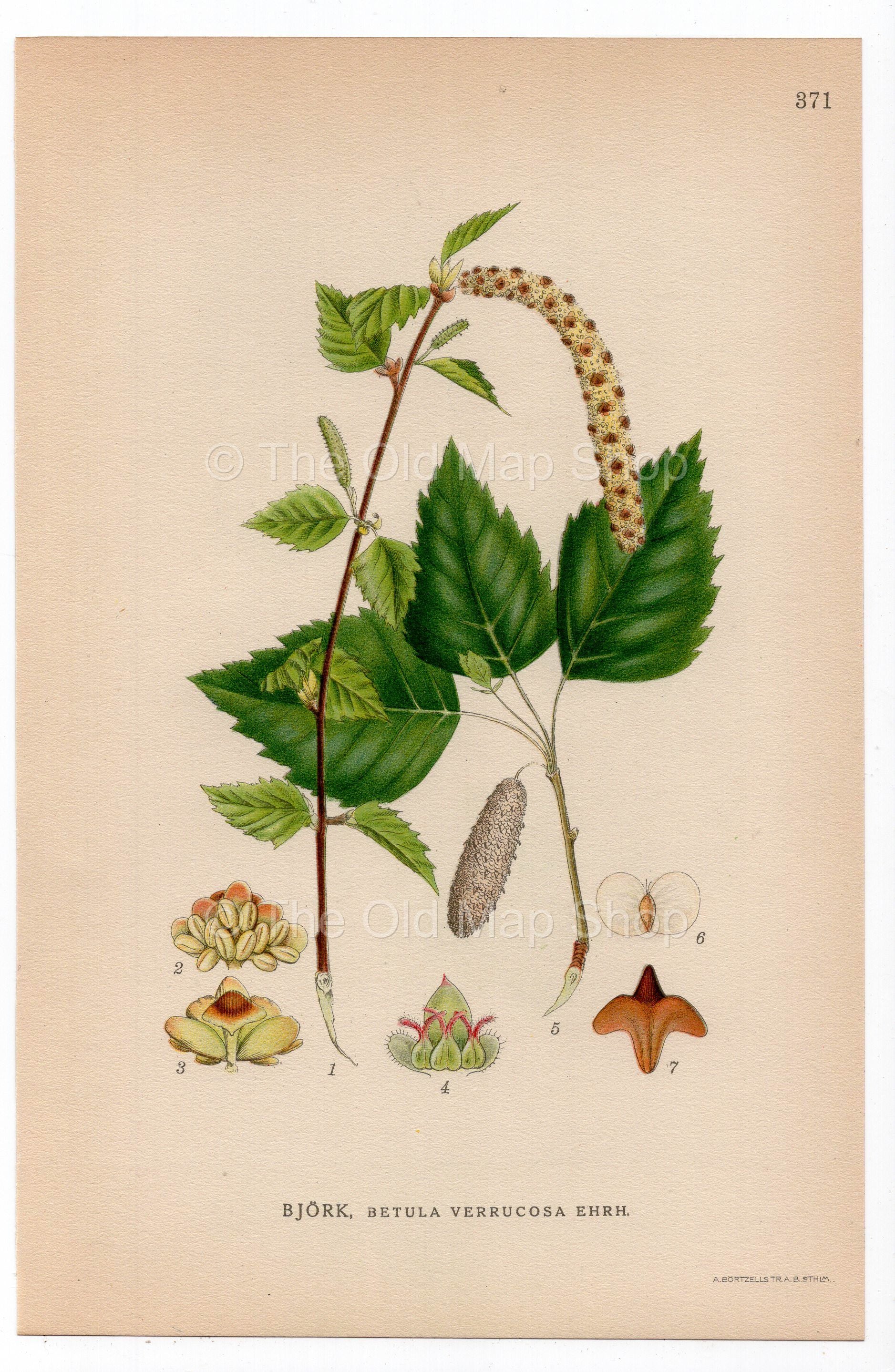 1926 Silver birch, Warty birch, Birch Tree (Betula verrucosa) botanical print by C. A. M. Lindman, Plate 371