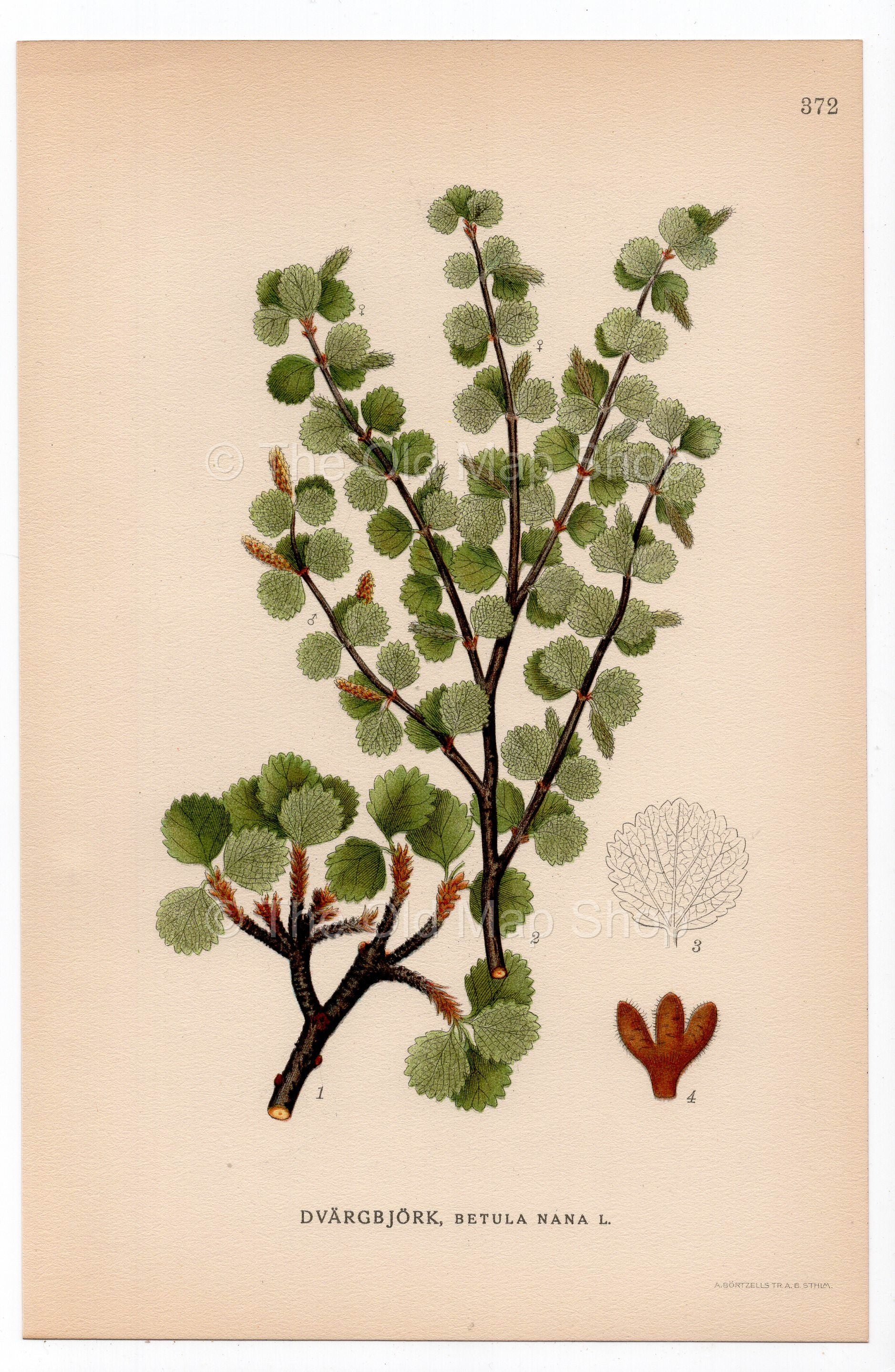 1926 Dwarf Birch, Dwarf Birch Tree (Betula nana) botanical print by C. A. M. Lindman, Plate 372