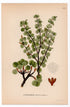 1926 Dwarf Birch, Dwarf Birch Tree (Betula nana) botanical print by C. A. M. Lindman, Plate 372