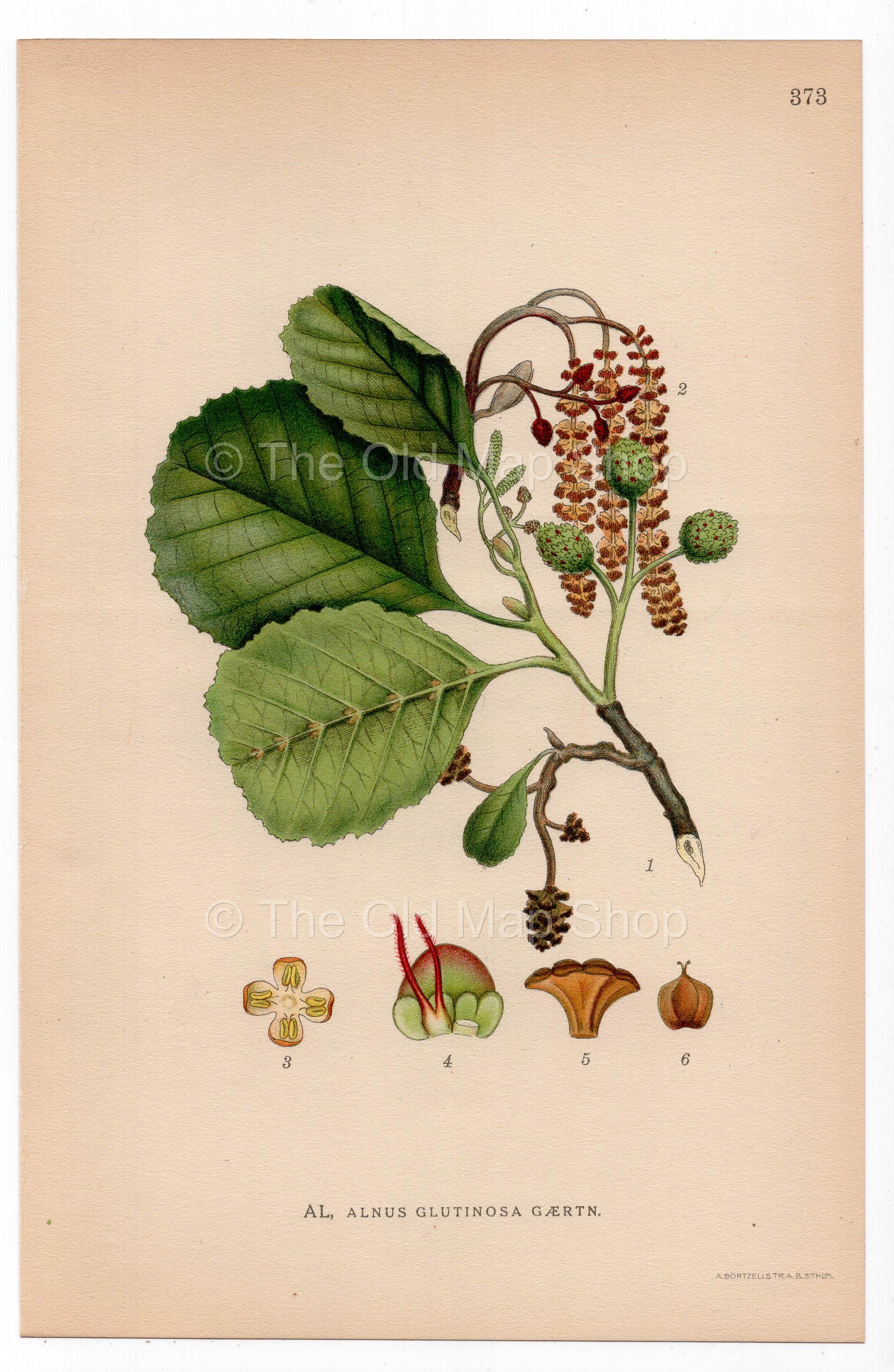 1926 Common Alder, Black Alder Tree (Alnus glutinosa) botanical print by C. A. M. Lindman, Plate 373