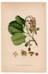 1926 Common Alder, Black Alder Tree (Alnus glutinosa) botanical print by C. A. M. Lindman, Plate 373