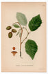 1926 Grey Alder, Speckled Alder Tree (Alnus incana) botanical print by C. A. M. Lindman, Plate 374