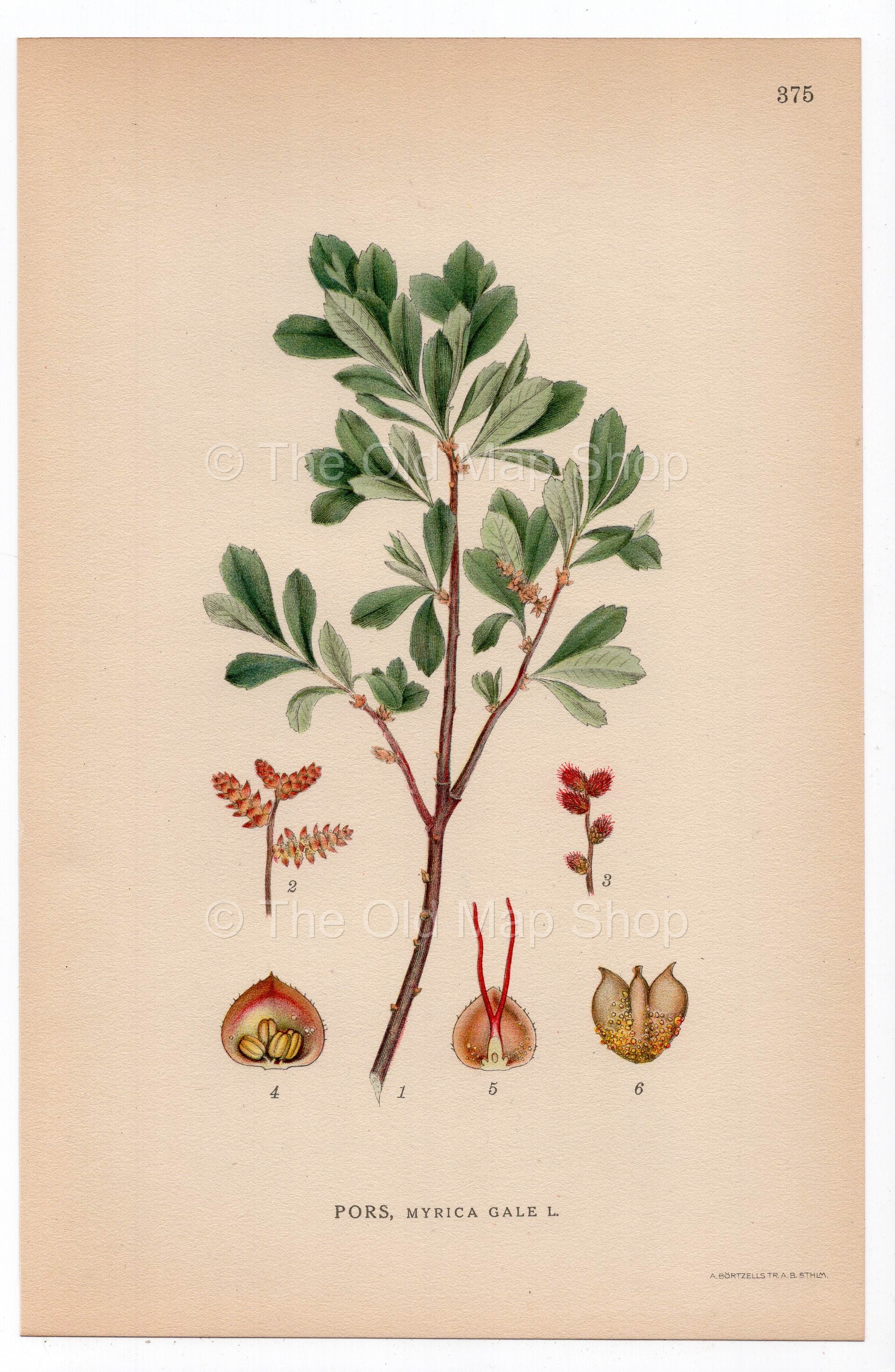 1926 Bog-myrtle, Sweet Willow, Dutch Myrtle (Myrica gale) botanical print by C. A. M. Lindman, Plate 375