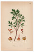 1926 Bog-myrtle, Sweet Willow, Dutch Myrtle (Myrica gale) botanical print by C. A. M. Lindman, Plate 375