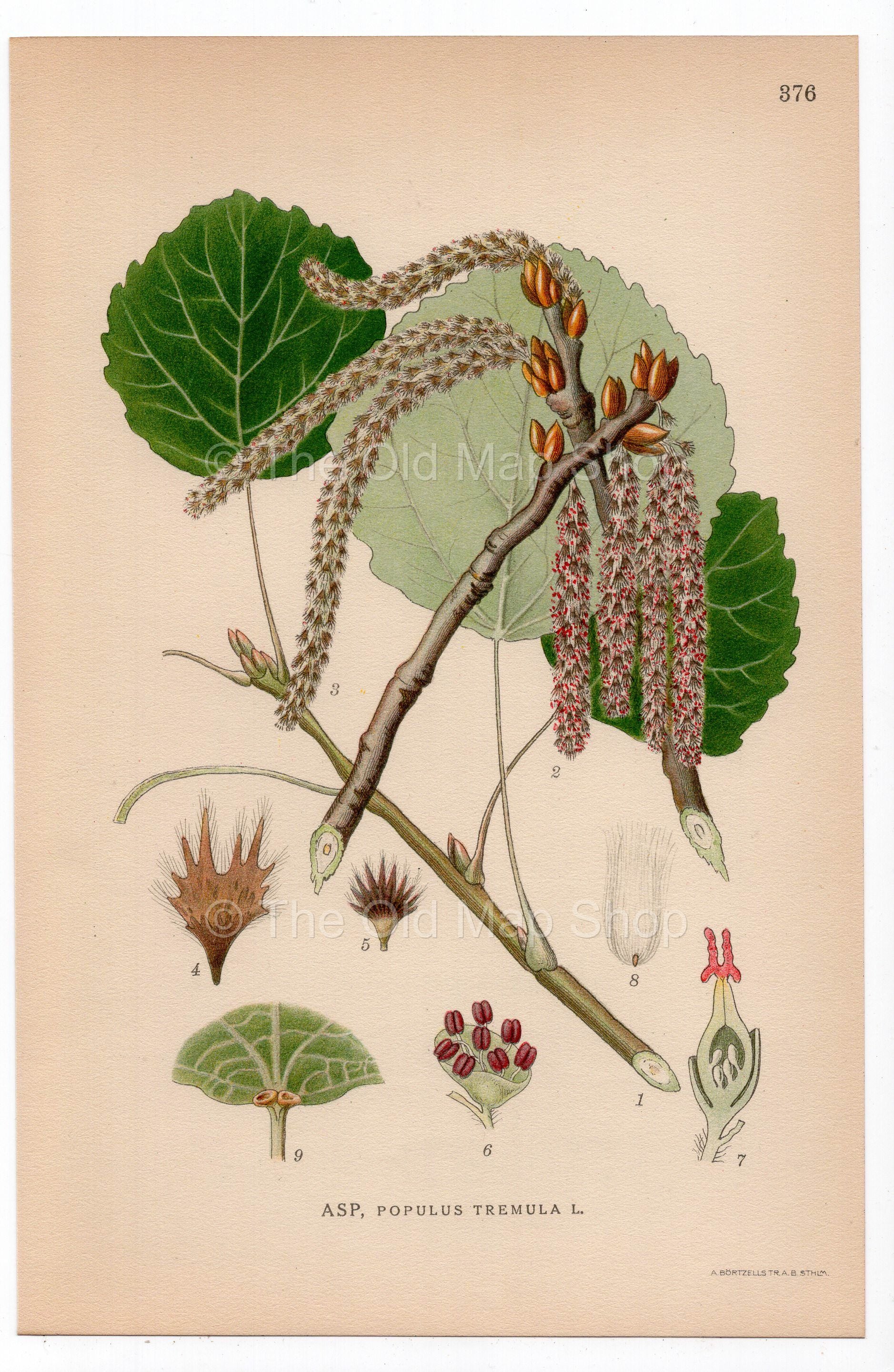1926 Aspen, Eurasian Aspen, European Aspen Tree (Populus tremula) botanical print by C. A. M. Lindman, Plate 376