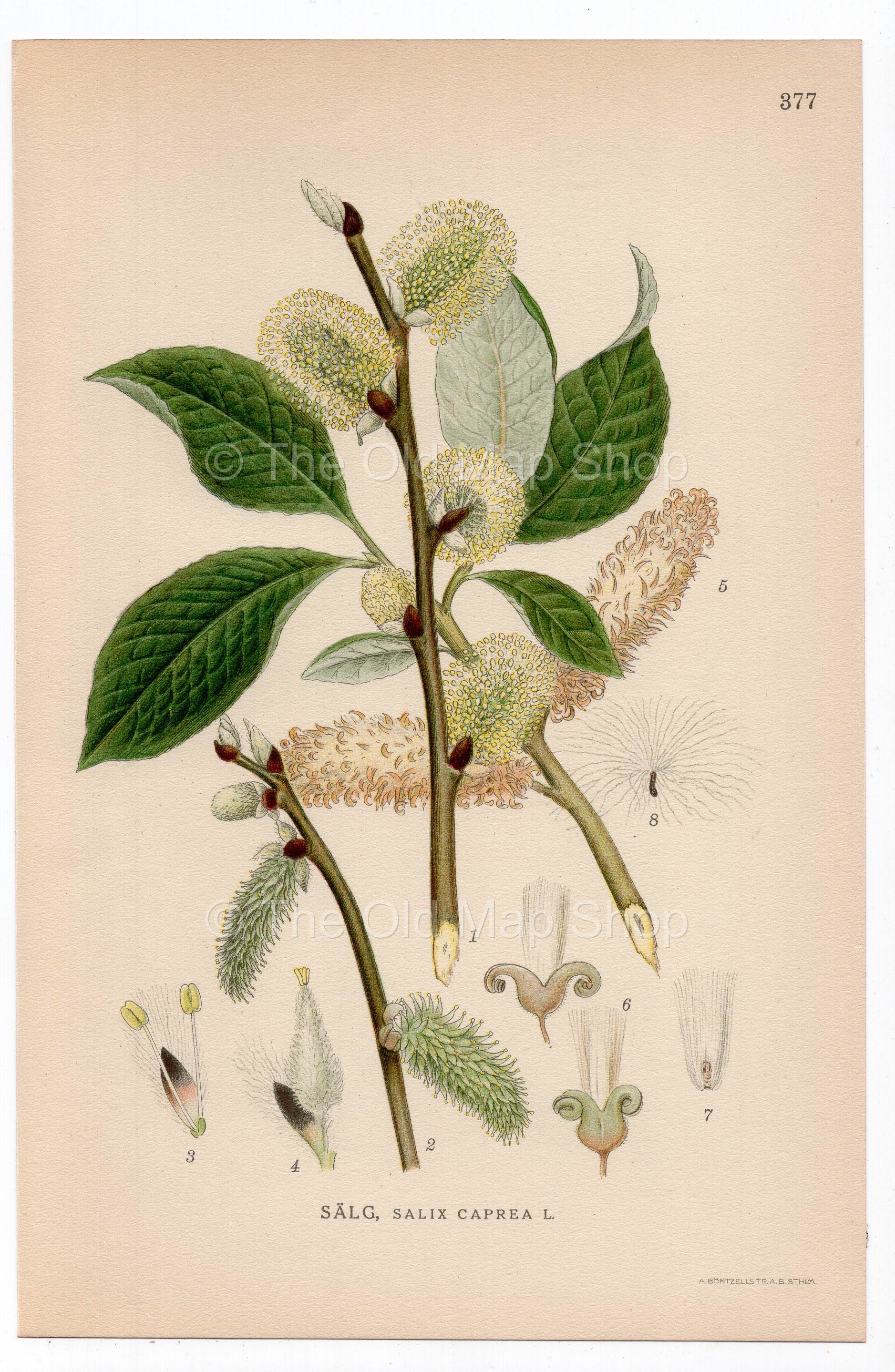 1926 Goat Willow, Pussy Willow (Salix caprea) botanical print by C. A. M. Lindman, Plate 377