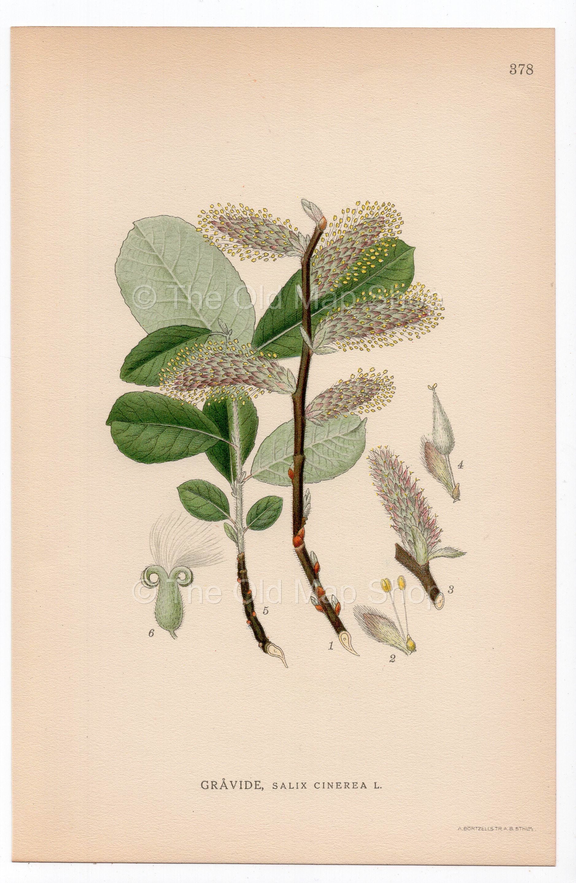 1926 Grey Willow, Grey Sallow Tree (Salix cinerea) botanical print by C. A. M. Lindman, Plate 378