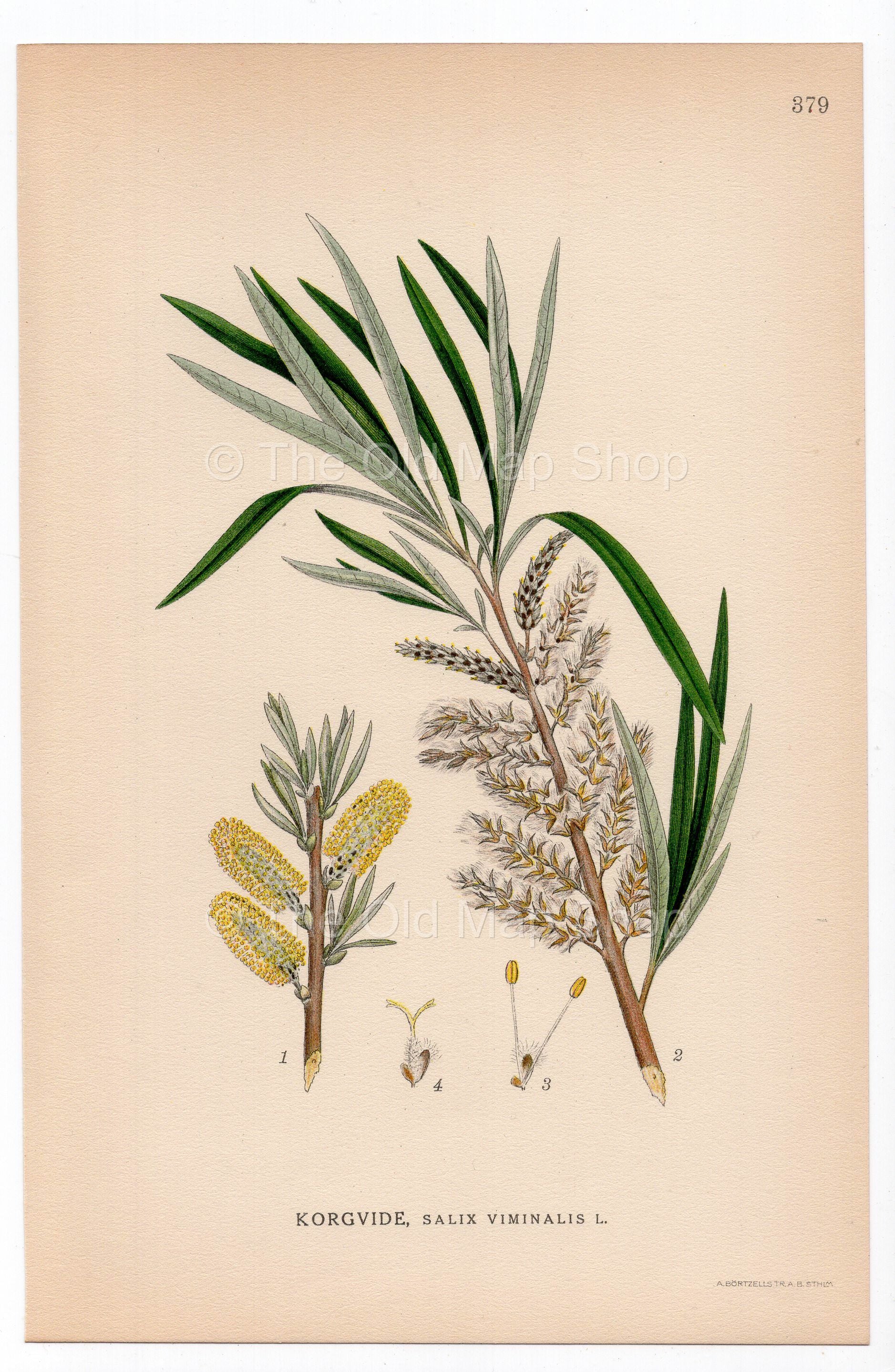 1926 Basket Willow, Common Osier, Osier Tree (Salix viminalis) botanical print by C. A. M. Lindman, Plate 379