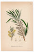 1926 Basket Willow, Common Osier, Osier Tree (Salix viminalis) botanical print by C. A. M. Lindman, Plate 379