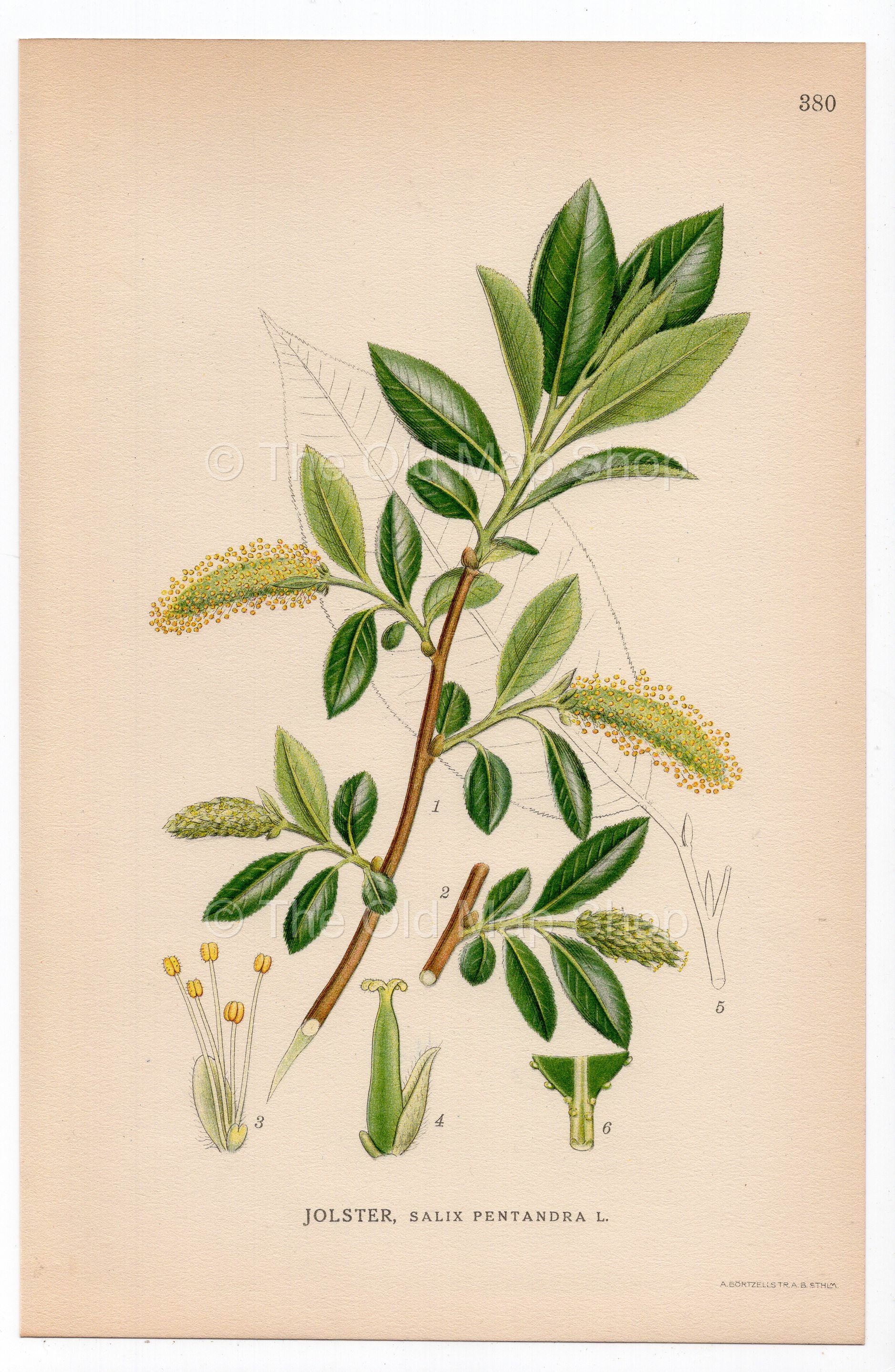 1926 Bay Willow (Salix pentandra) botanical print by C. A. M. Lindman, Plate 380