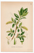 1926 Bay Willow (Salix pentandra) botanical print by C. A. M. Lindman, Plate 380