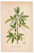 1926 Crack Willow, Brittle Willow Tree (Salix fragilis) botanical print by C. A. M. Lindman, Plate 381