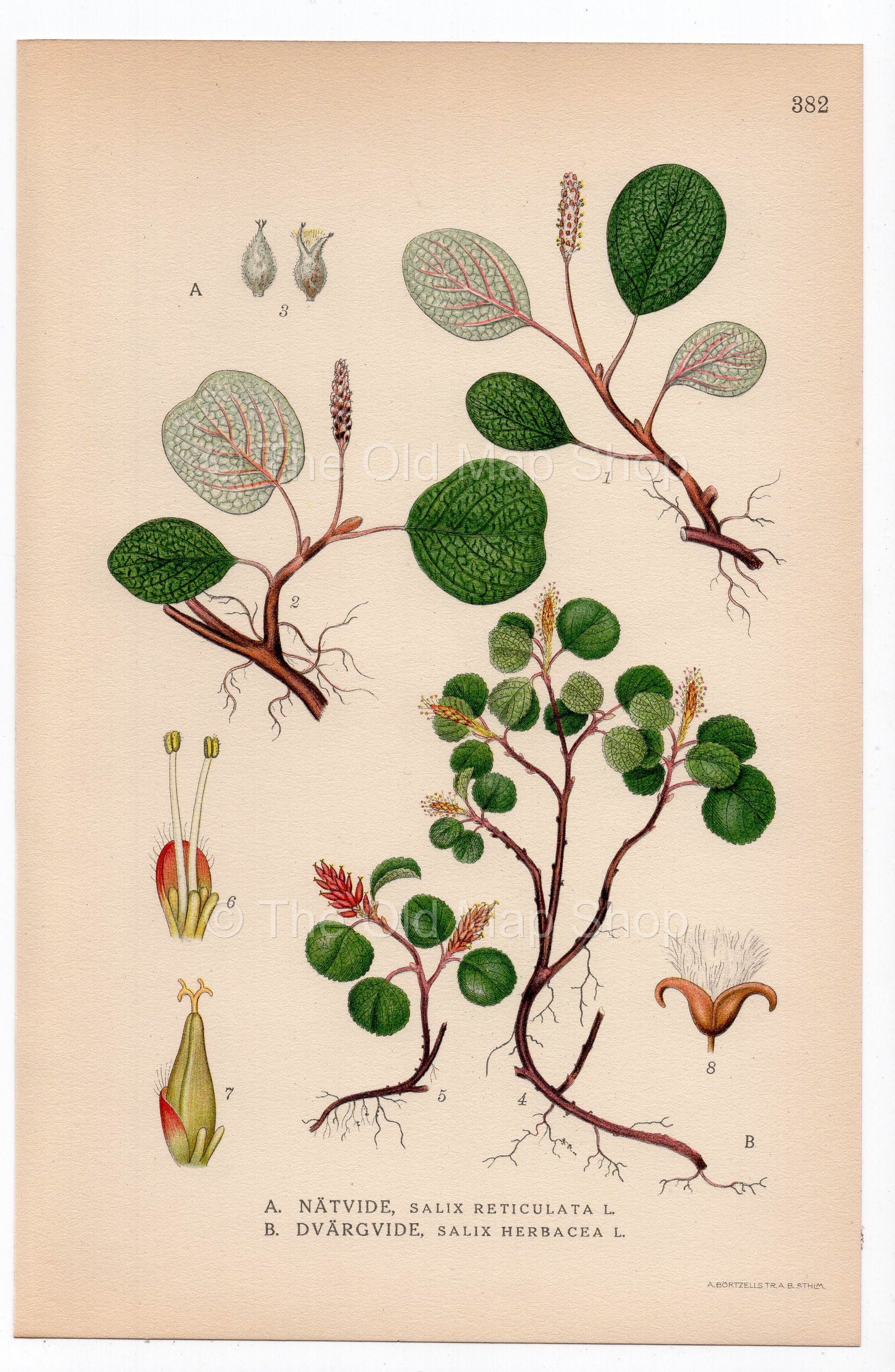 1926 Dwarf Willow, Snow Willow (Salix herbacea, reticulata) botanical print by C. A. M. Lindman, Plate 382