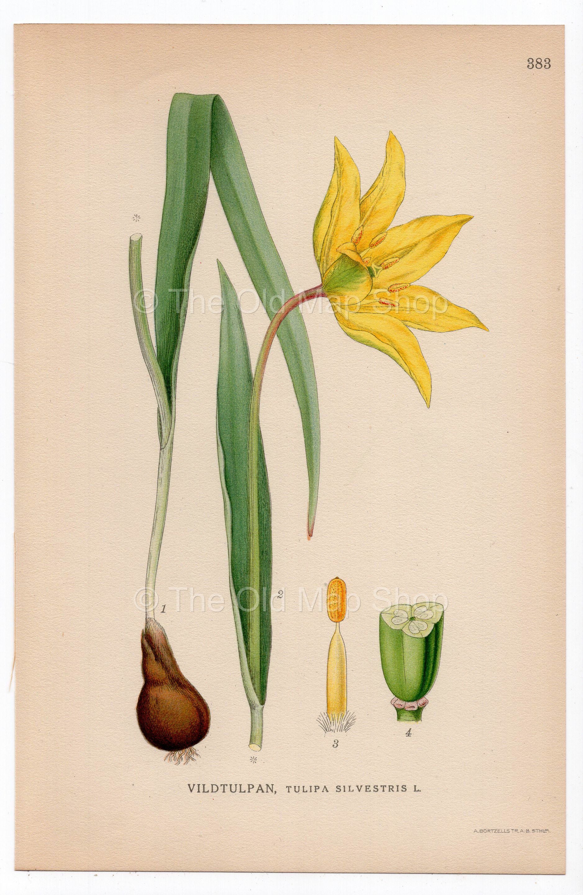 1926 Wild Tulip, Woodland Tulip (Tulipa sylvestris) botanical print by C. A. M. Lindman, Plate 383