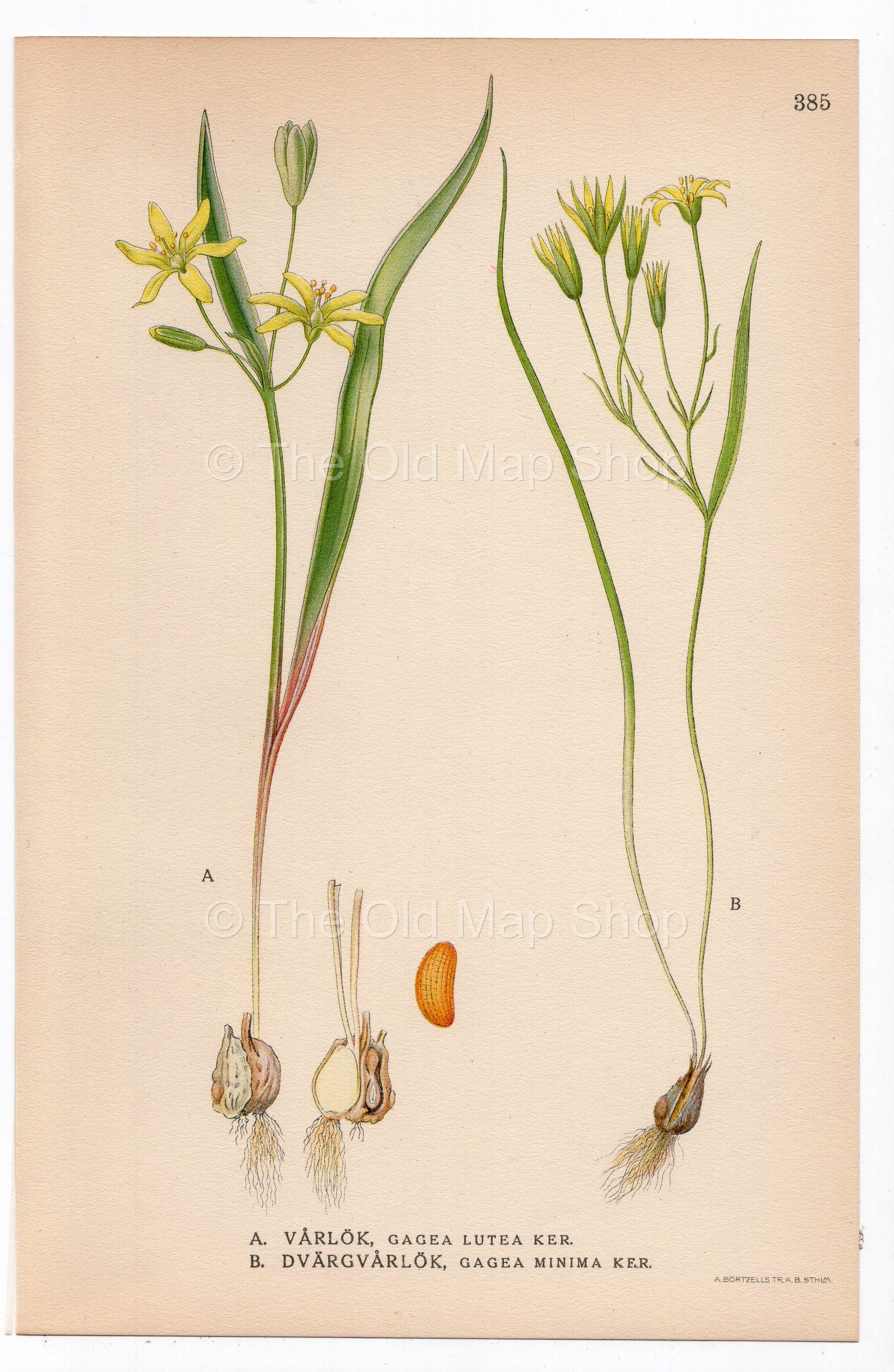 1926 Yellow Star-of-Bethlehem, Lily Family (Gagea lutea, Gagea minima) botanical print by C. A. M. Lindman, Plate 385