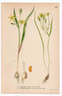 1926 Yellow Star-of-Bethlehem, Lily Family (Gagea lutea, Gagea minima) botanical print by C. A. M. Lindman, Plate 385