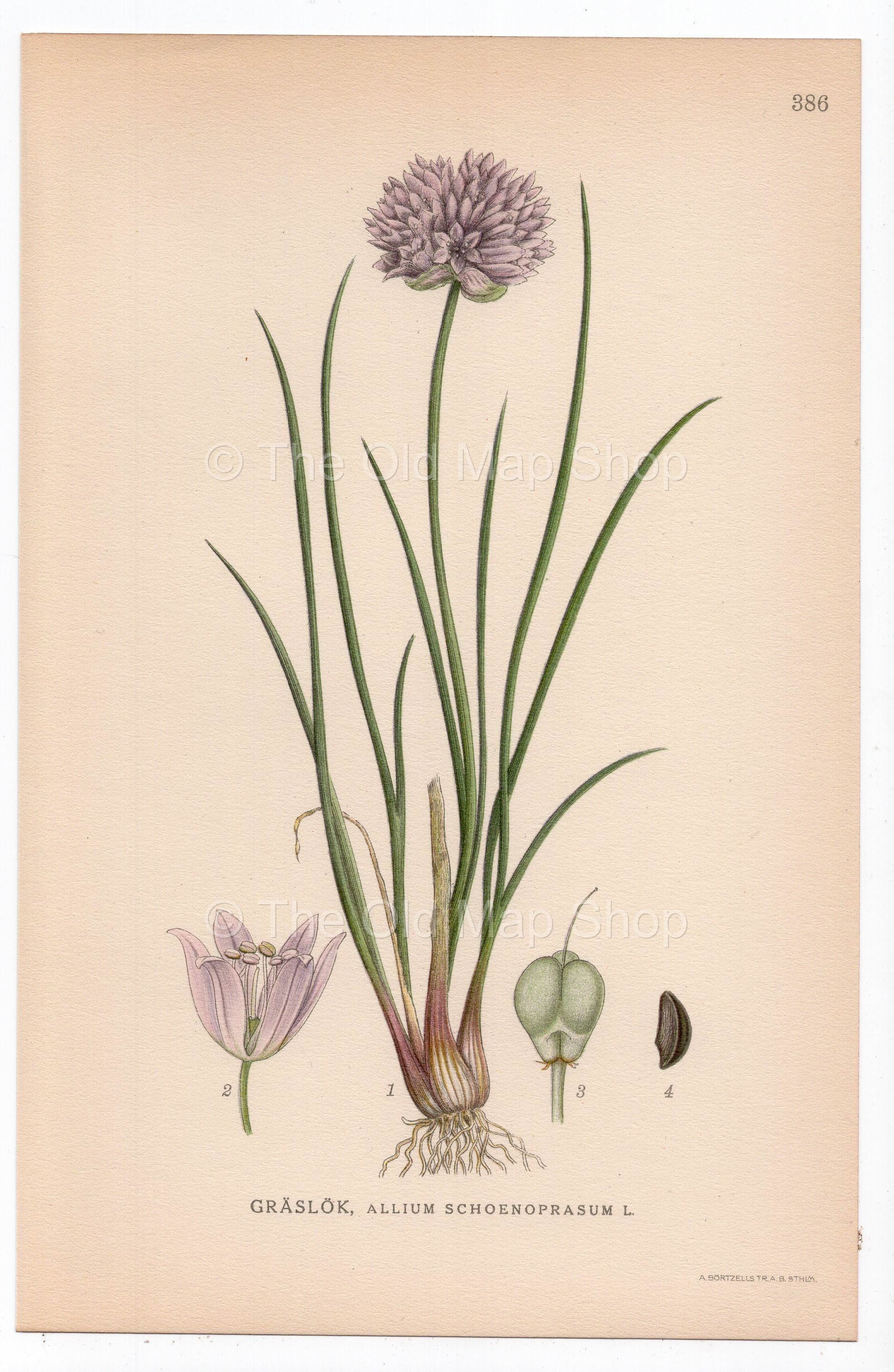 1926 Chives (Allium schoenoprasum) botanical print by C. A. M. Lindman, Plate 386