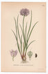 1926 Chives (Allium schoenoprasum) botanical print by C. A. M. Lindman, Plate 386