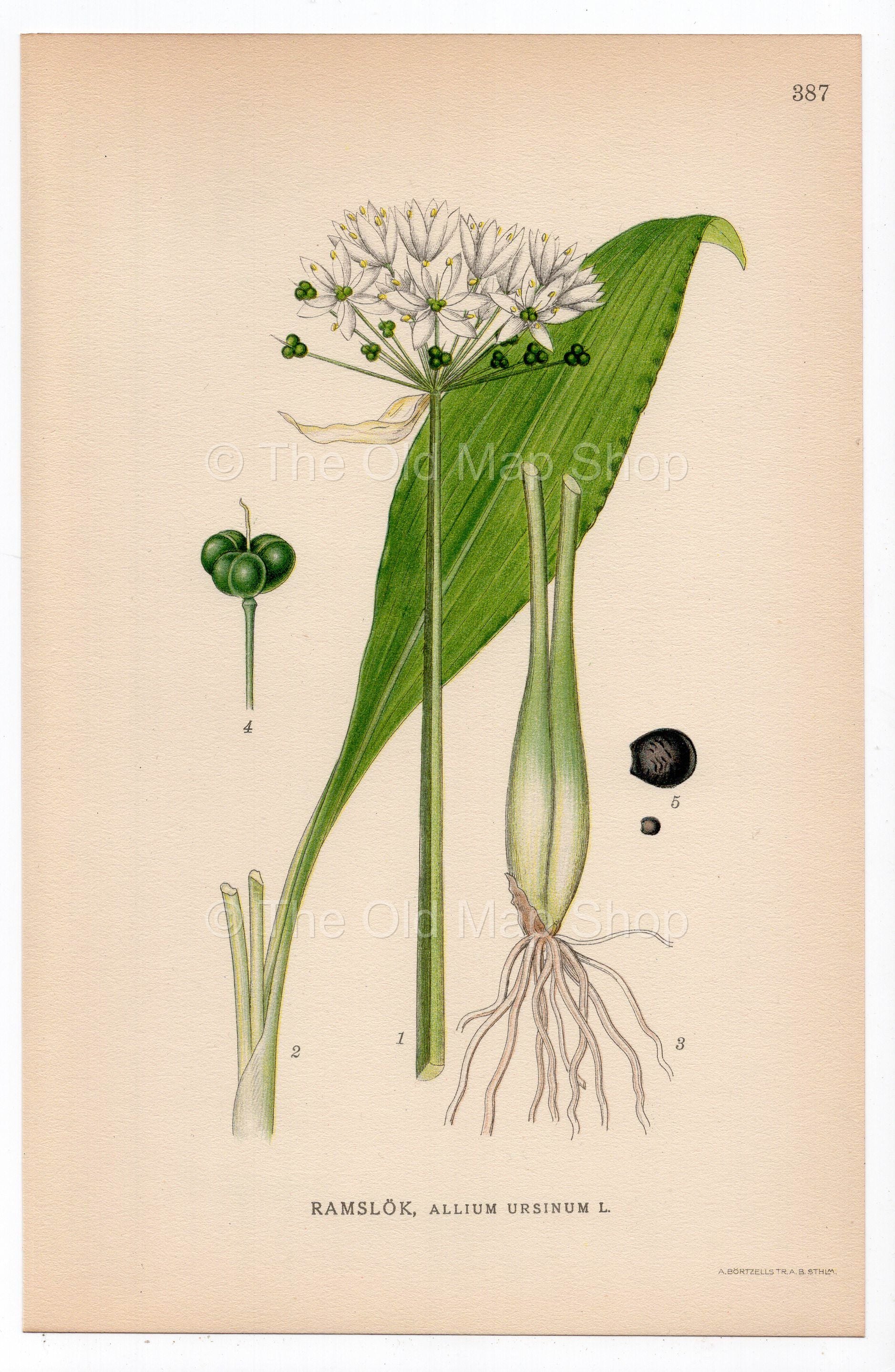 1926 Wild Garlic, Ramsons, Buckrams, Bear Leek (Allium ursinum) botanical print by C. A. M. Lindman, Plate 387