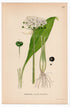 1926 Wild Garlic, Ramsons, Buckrams, Bear Leek (Allium ursinum) botanical print by C. A. M. Lindman, Plate 387