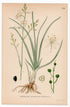 1926 Branched St Bernard's-lily (Anthericum ramosum) botanical print by C. A. M. Lindman, Plate 389