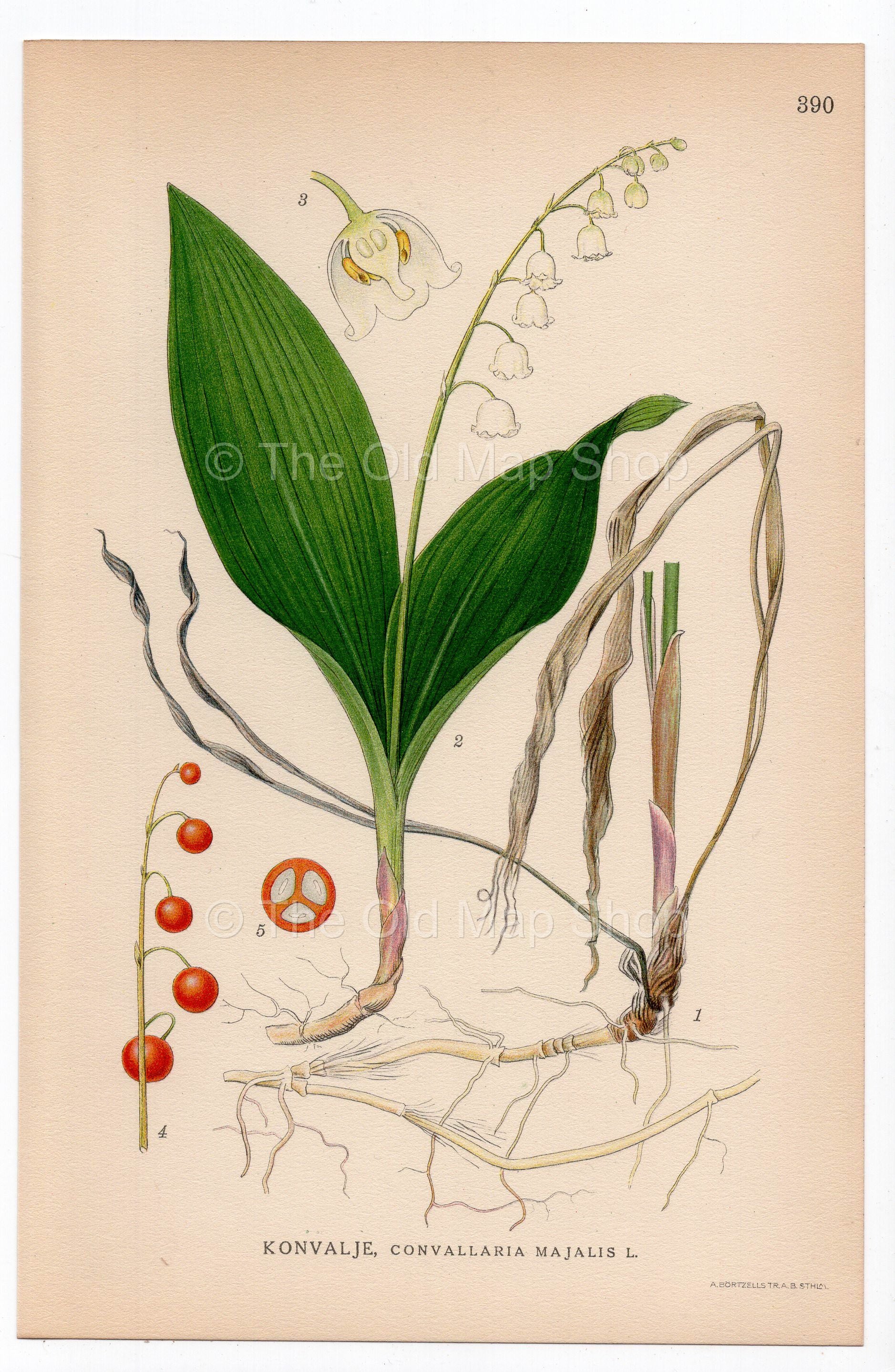 1926 Lily of the valley, May Bells (Convallaria majalis) botanical print by C. A. M. Lindman, Plate 390