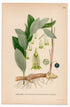1926 Angular Solomon's Seal (Polygonatum odoratum) botanical print by C. A. M. Lindman, Plate 391