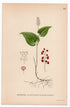 1926 False Lily of the valley, May lily (Maianthemum bifolium) botanical print by C. A. M. Lindman, Plate 392