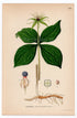 1926 Herb-paris, True lover's knot (Paris quadrifolia) botanical print by C. A. M. Lindman, Plate 393