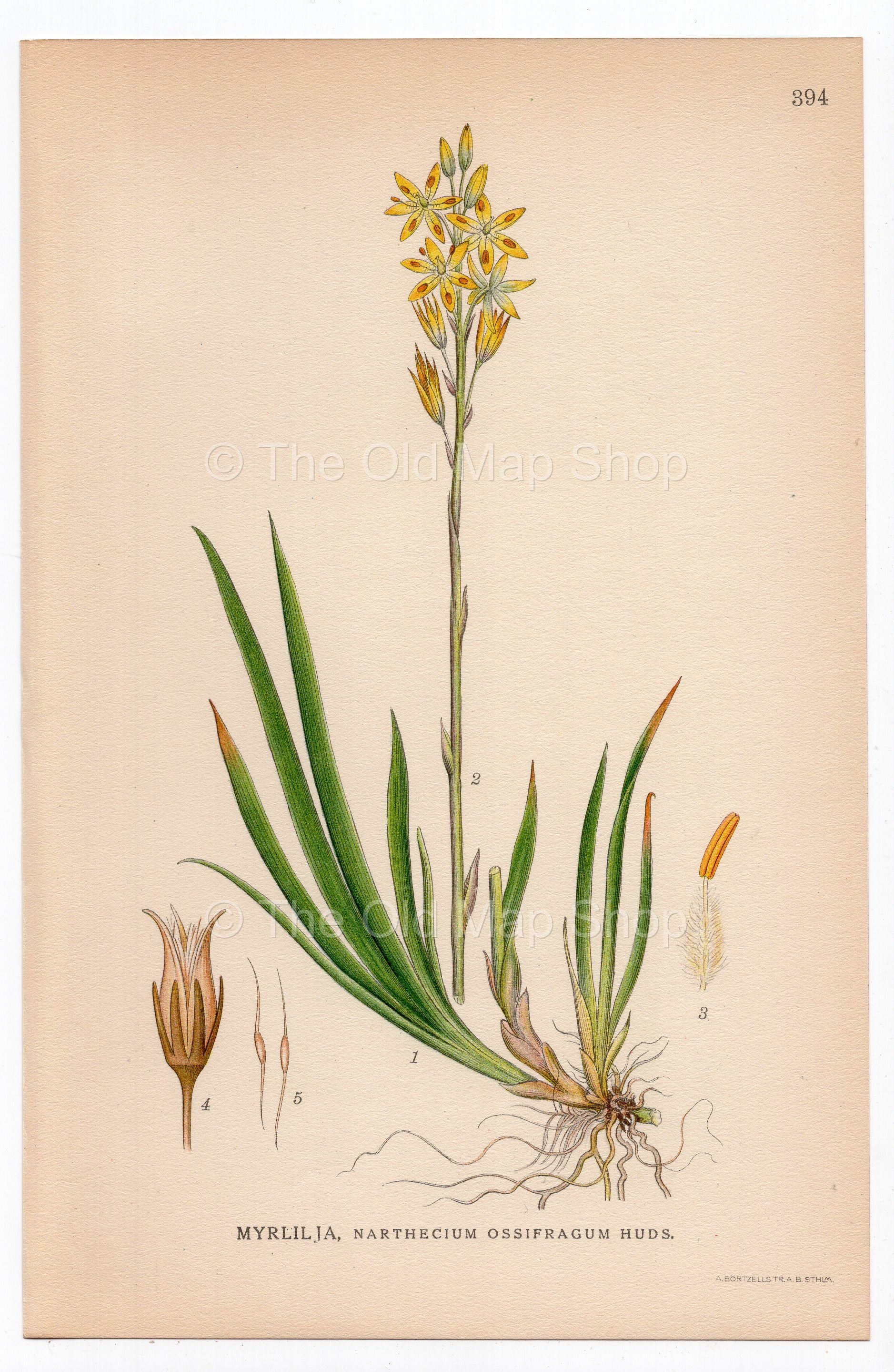 1926 Bog Asphodel, Lancashire Asphodel (Narthecium ossifragum) botanical print by C. A. M. Lindman, Plate 394