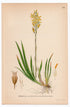 1926 Bog Asphodel, Lancashire Asphodel (Narthecium ossifragum) botanical print by C. A. M. Lindman, Plate 394