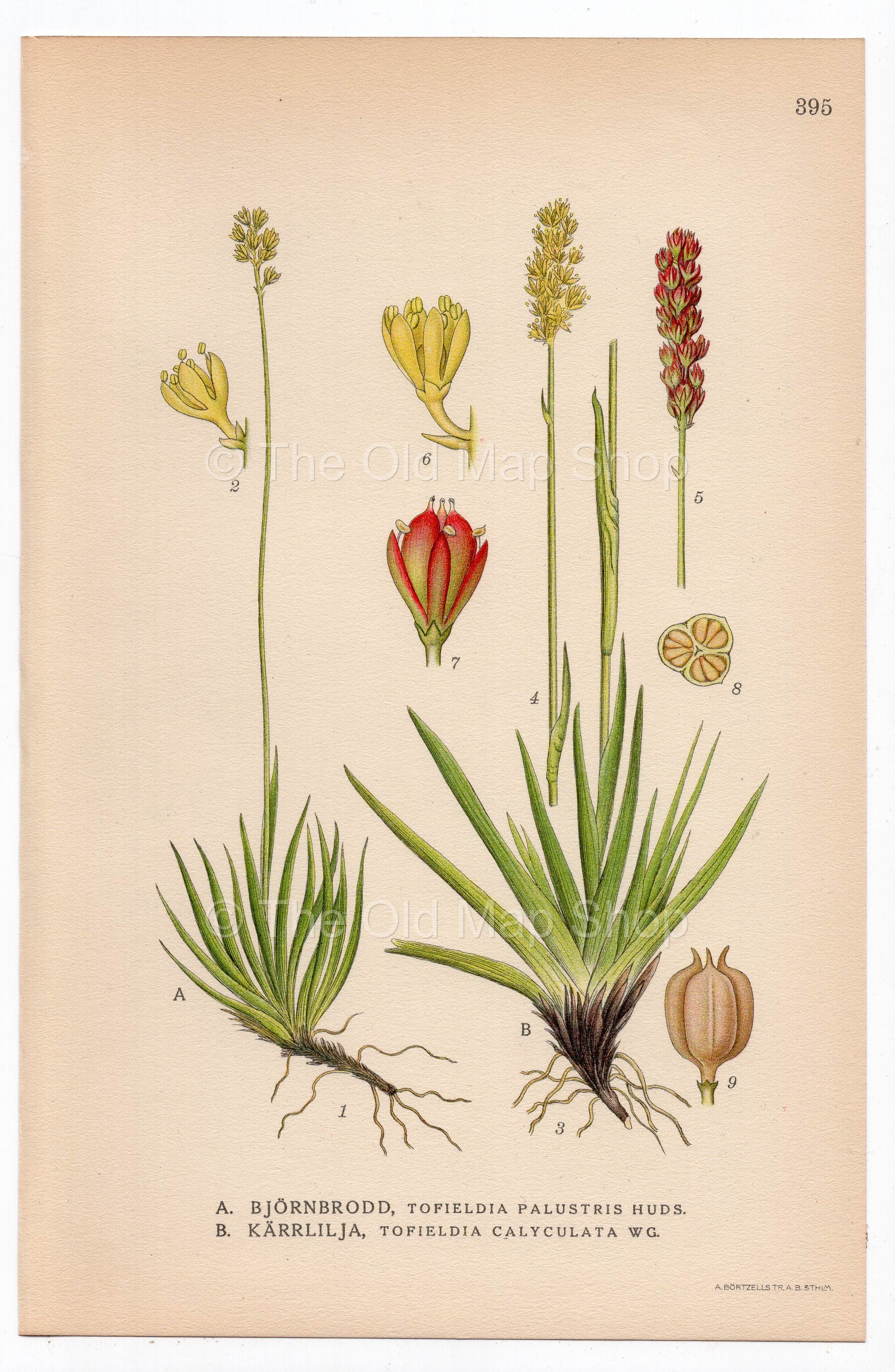 1926 Tofieldia palustris (Tofieldia palustris, Tofieldia calyculata) botanical print by C. A. M. Lindman, Plate 395