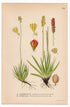 1926 Tofieldia palustris (Tofieldia palustris, Tofieldia calyculata) botanical print by C. A. M. Lindman, Plate 395