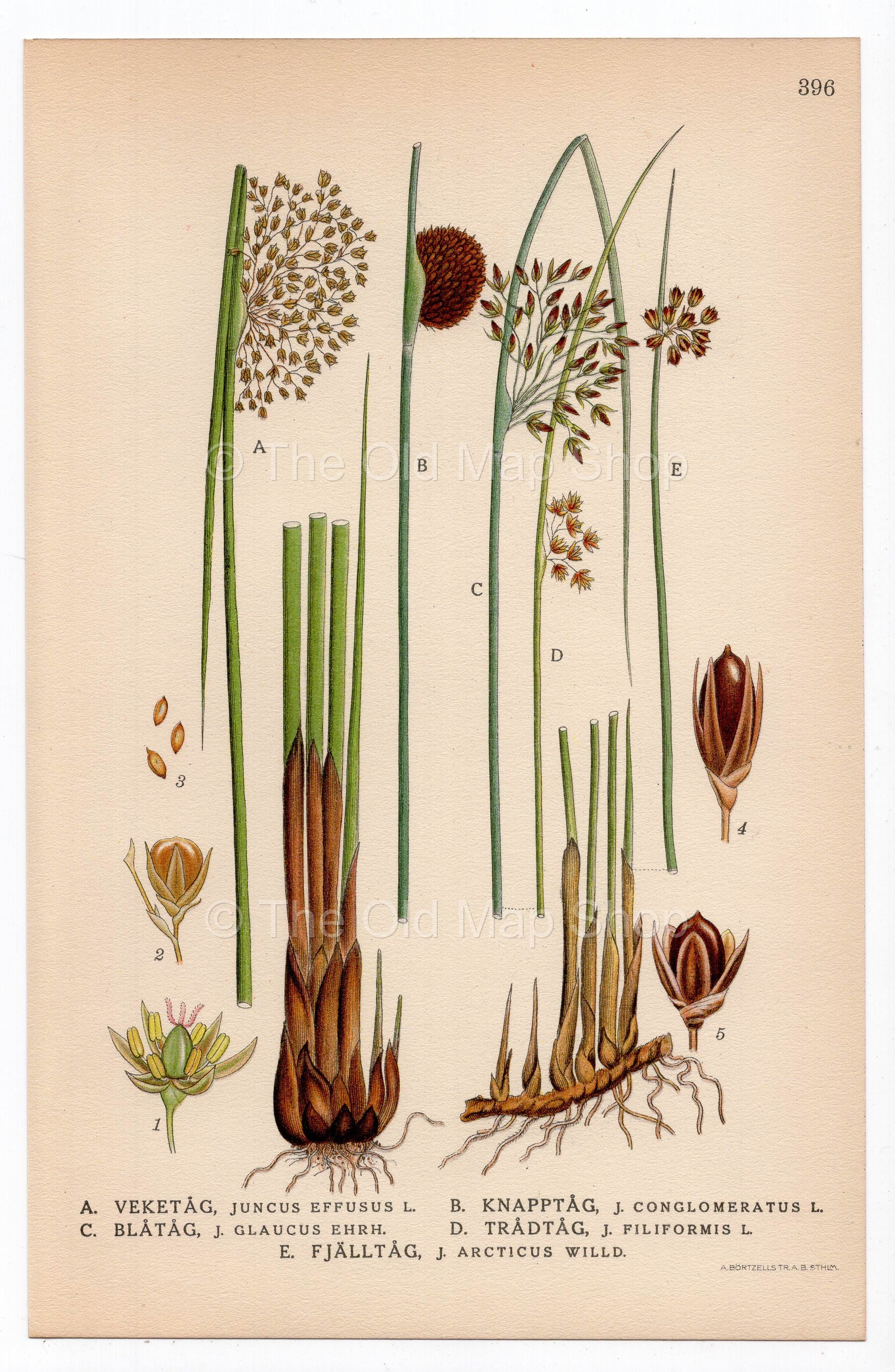 1926 Rush, Rushes, Juncus effesus (Juncus effesus, Conglomeratus, Glaucus, Filiformis, Arcticus) botanical print by C. A. M. Lindman, Plate 396